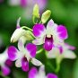 1 PCS Seeds Dendrobium officinale Seeds (Flower Powder) Purple Flowers