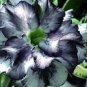 2 PCS Seeds Desert Rose Seeds Black and White Double Flowers