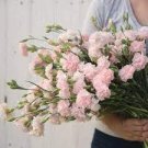 50 PCS Seeds Dianthus Caryophyllus Mother Flower 50 PCS Seeds Dianthus Caryophyllus Mother Flower