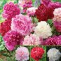 50 PCS Seeds Dianthus Caryophyllus Mother Flower