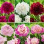 50 PCS Seeds Dianthus Caryophyllus Mother Flower