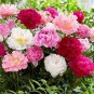 50 PCS Seeds Dianthus Caryophyllus Mother Flower