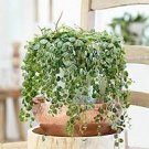 100 PCS Seeds Different Flower Plant Bonsai Seedss Indoor Potted Seedsplants Exotic Suculenta