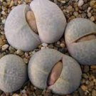 20 PCS Seeds Dinteranthus pole evansii Succulents Garden Plants