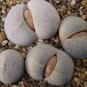 20 PCS Seeds Dinteranthus pole evansii Succulents Garden Plants
