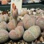 20 PCS Seeds Dinteranthus pole evansii Succulents Garden Plants