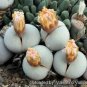 20 PCS Seeds Dinteranthus pole evansii Succulents Garden Plants
