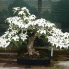 100 PCS Seeds Double Color Viburnum Sargentii Bonsai Potted Garden Flower