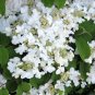 100 PCS Seeds Double Color Viburnum Sargentii Bonsai Potted Garden Flower
