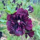 50 PCS Seeds Double Hollyhock Flower Bonsai