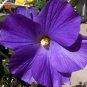 50 PCS Seeds Double Hollyhock Flower Bonsai