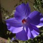 50 PCS Seeds Double Hollyhock Flower Bonsai