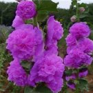 100 PCS Seeds Double Hollyhock Flower Bonsai 100 PCS Seeds Double Hollyhock Flower Bonsai
