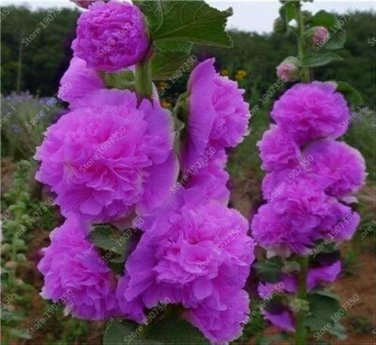 100 PCS Seeds Double Hollyhock Flower Bonsai