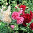 200 PCS Seeds Double Hollyhock Outdoor Blooming Subtropical Bonsai Potted