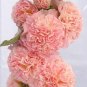 200 PCS Seeds Double Hollyhock Outdoor Blooming Subtropical Bonsai Potted