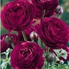 100 PCS Seeds Double Ranunculus Asiaticus Flower Bonsai Plant DIY Home Garden Purifying Air 100 PCS Seeds Double Ranunculus Asiaticus Flower Bonsai Plant DIY Home Garden Purifying Air