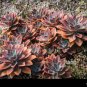 20 PCS Seeds Dudleya abramsii Succulents Garden Plants