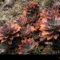 20 PCS Seeds Dudleya abramsii Succulents Garden Plants