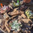 20 PCS Seeds Dudleya acuminata Succulents Garden Plants 20 PCS Seeds Dudleya acuminata Succulents Garden Plants