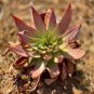 20 PCS Seeds Dudleya acuminata Succulents Garden Plants