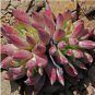 20 PCS Seeds Dudleya acuminata Succulents Garden Plants