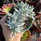 20 PCS Seeds Dudleya anthonyi 'Mision' Succulents Garden Plants 20 PCS Seeds Dudleya anthonyi 'Mision' Succulents Garden Plants