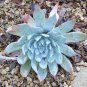 20 PCS Seeds Dudleya anthonyi 'Mision' Succulents Garden Plants