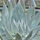 20 PCS Seeds Dudleya brittonii Succulents Garden Plants 20 PCS Seeds Dudleya brittonii Succulents Garden Plants