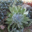 20 PCS Seeds Dudleya collomiae Succulents Garden Plants