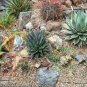 20 PCS Seeds Dudleya collomiae Succulents Garden Plants