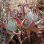20 PCS Seeds Dudleya collomiae Succulents Garden Plants