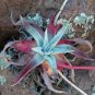 20 PCS Seeds Dudleya collomiae Succulents Garden Plants