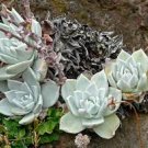 20 PCS Seeds Dudleya cultrata Succulents Garden Plants 20 PCS Seeds Dudleya cultrata Succulents Garden Plants