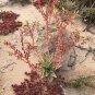 20 PCS Seeds Dudleya cultrata Succulents Garden Plants