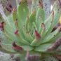 20 PCS Seeds Dudleya cultrata Succulents Garden Plants