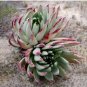 20 PCS Seeds Dudleya cultrata Succulents Garden Plants