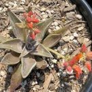 20 PCS Seeds Dudleya cymosa Succulents Garden Plants 20 PCS Seeds Dudleya cymosa Succulents Garden Plants