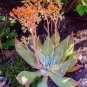 20 PCS Seeds Dudleya cymosa Succulents Garden Plants