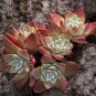 20 PCS Seeds Dudleya cymosa Succulents Garden Plants