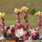 20 PCS Seeds Dudleya cymosa Succulents Garden Plants