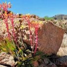 20 PCS Seeds Dudleya lanceolata Succulents Garden Plants