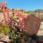 20 PCS Seeds Dudleya lanceolata Succulents Garden Plants