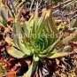 20 PCS Seeds Dudleya lanceolata Succulents Garden Plants