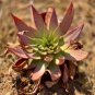 20 PCS Seeds Dudleya lanceolata Succulents Garden Plants
