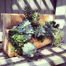 20 PCS Seeds Dudleya Mix Succulents Garden Plants 20 PCS Seeds Dudleya Mix Succulents Garden Plants