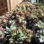 20 PCS Seeds Dudleya Mix Succulents Garden Plants