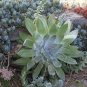 20 PCS Seeds Dudleya pulverulenta Succulents Garden Plants