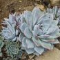20 PCS Seeds Dudleya pulverulenta Succulents Garden Plants