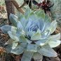 20 PCS Seeds Dudleya pulverulenta Succulents Garden Plants